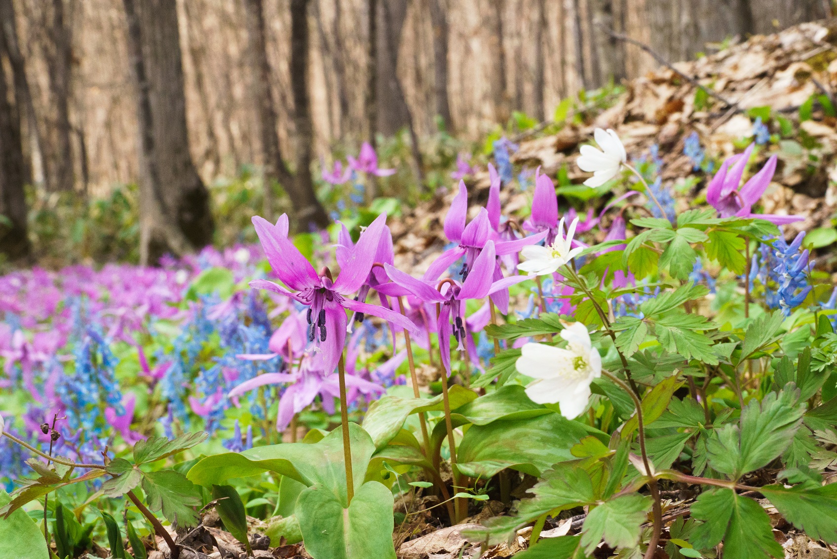 Corydalis yanhusuo plants with pink and blue flowers growing on a woodland floor