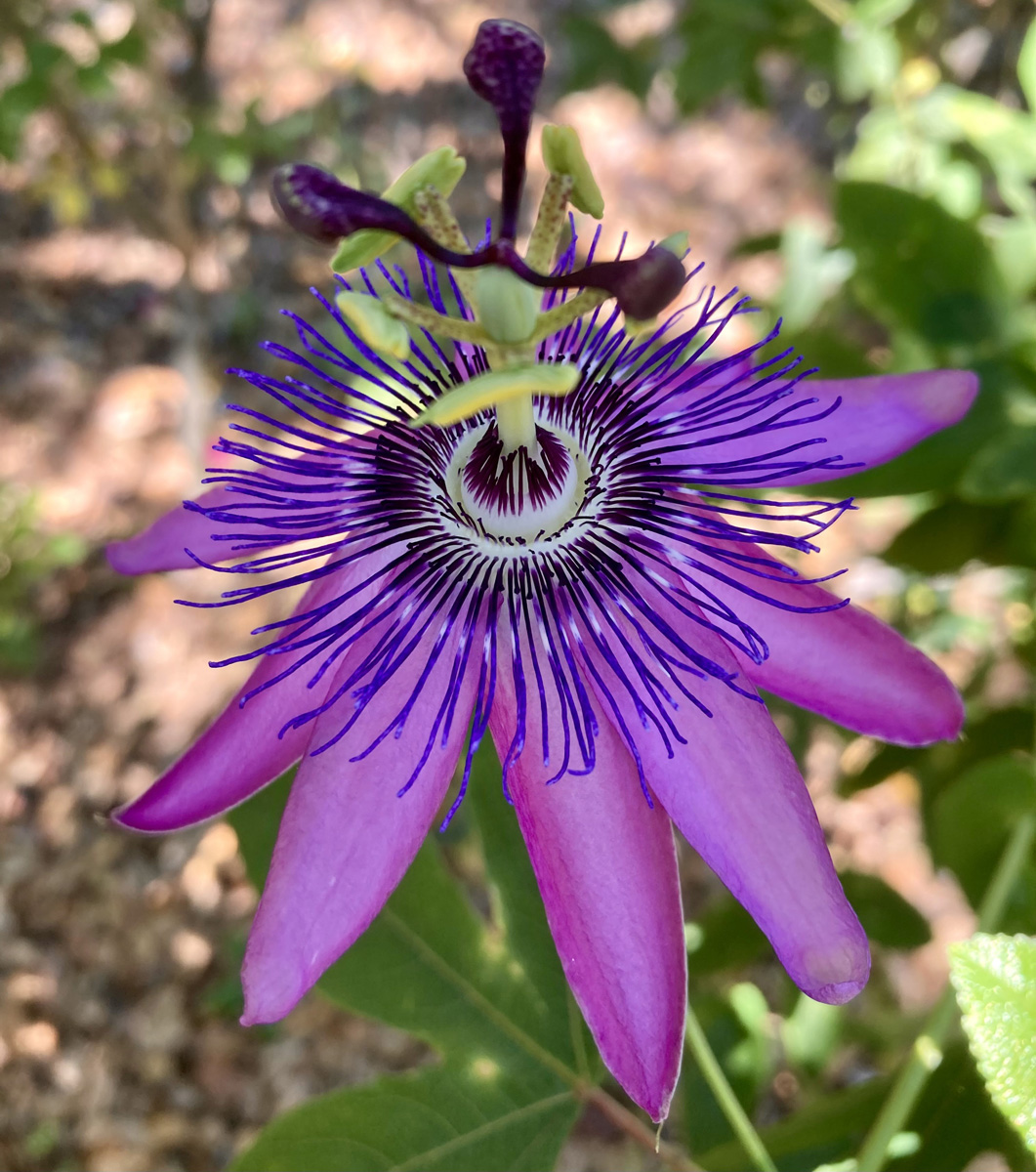 Close-up of a purple Passiflora (passionflower) bloom