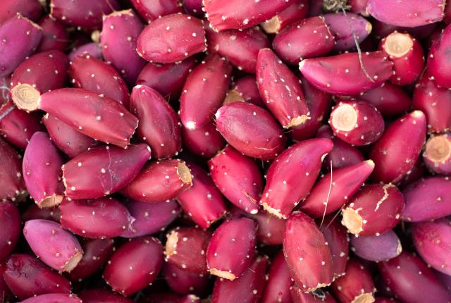 A pile of ripe magenta prickly pear cactus fruits